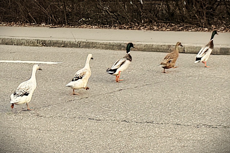 Laufenten in Transportbox. Laufenten in Transportbox.